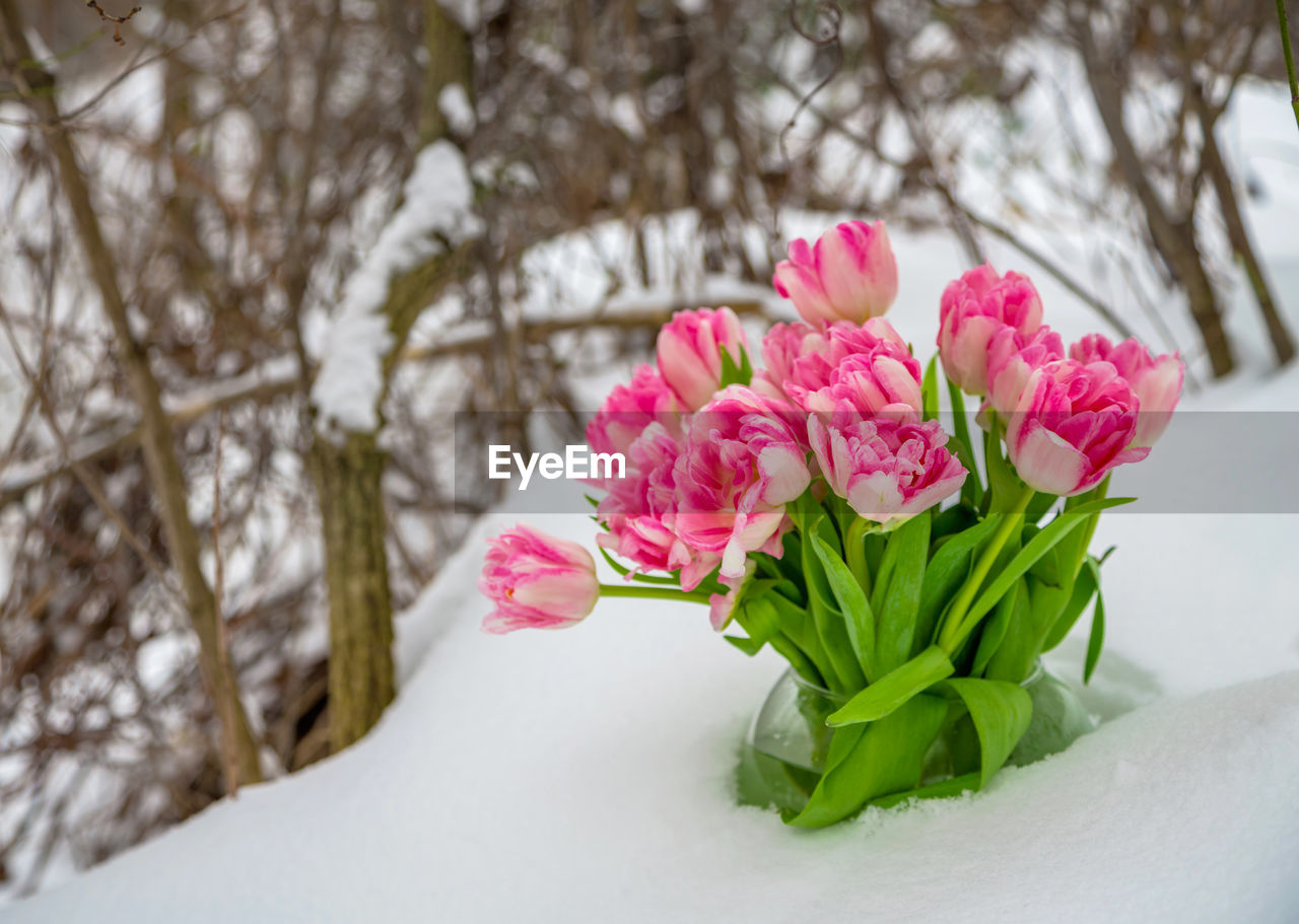 Fresh pink and white tulips are in round vase in snow against backdrop of winter snow-covered trees.
