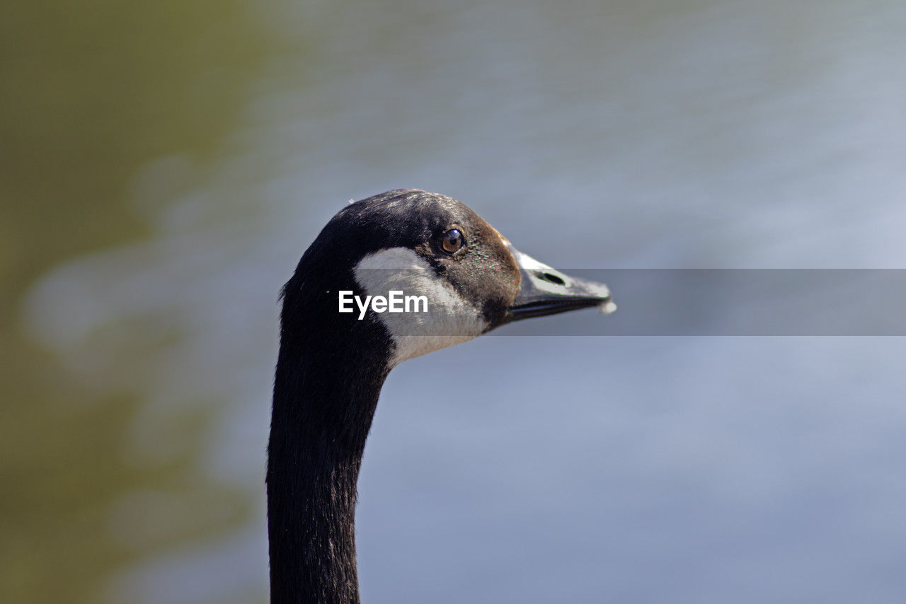 bird, animal themes, animal, one animal, animal wildlife, wildlife, beak, close-up, water bird, ducks, geese and swans, animal body part, no people, nature, duck, focus on foreground, day, water, side view, animal head, lake, outdoors, black