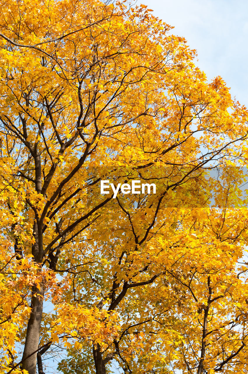 LOW ANGLE VIEW OF YELLOW AUTUMN TREES