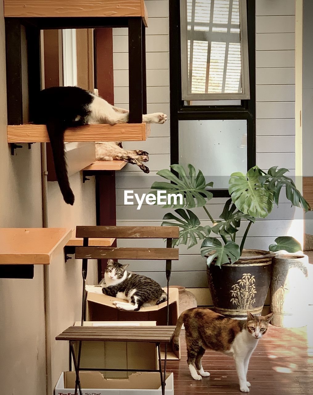 Cat and potted plant on table at home