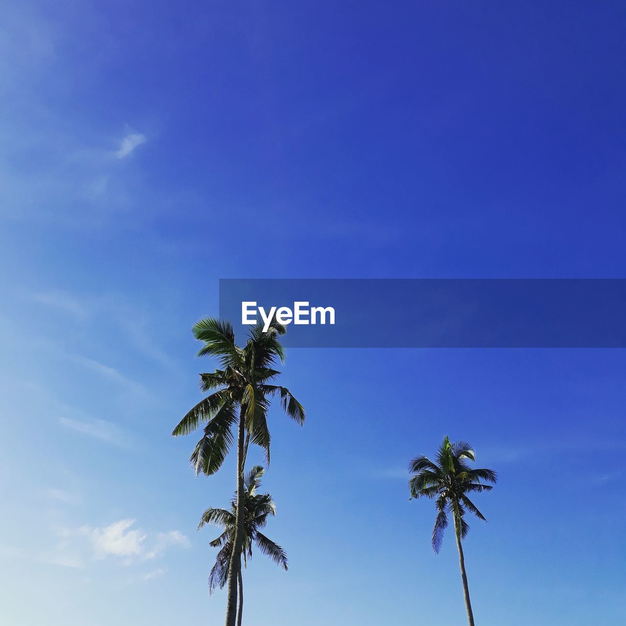 Low angle view of palm tree against blue sky