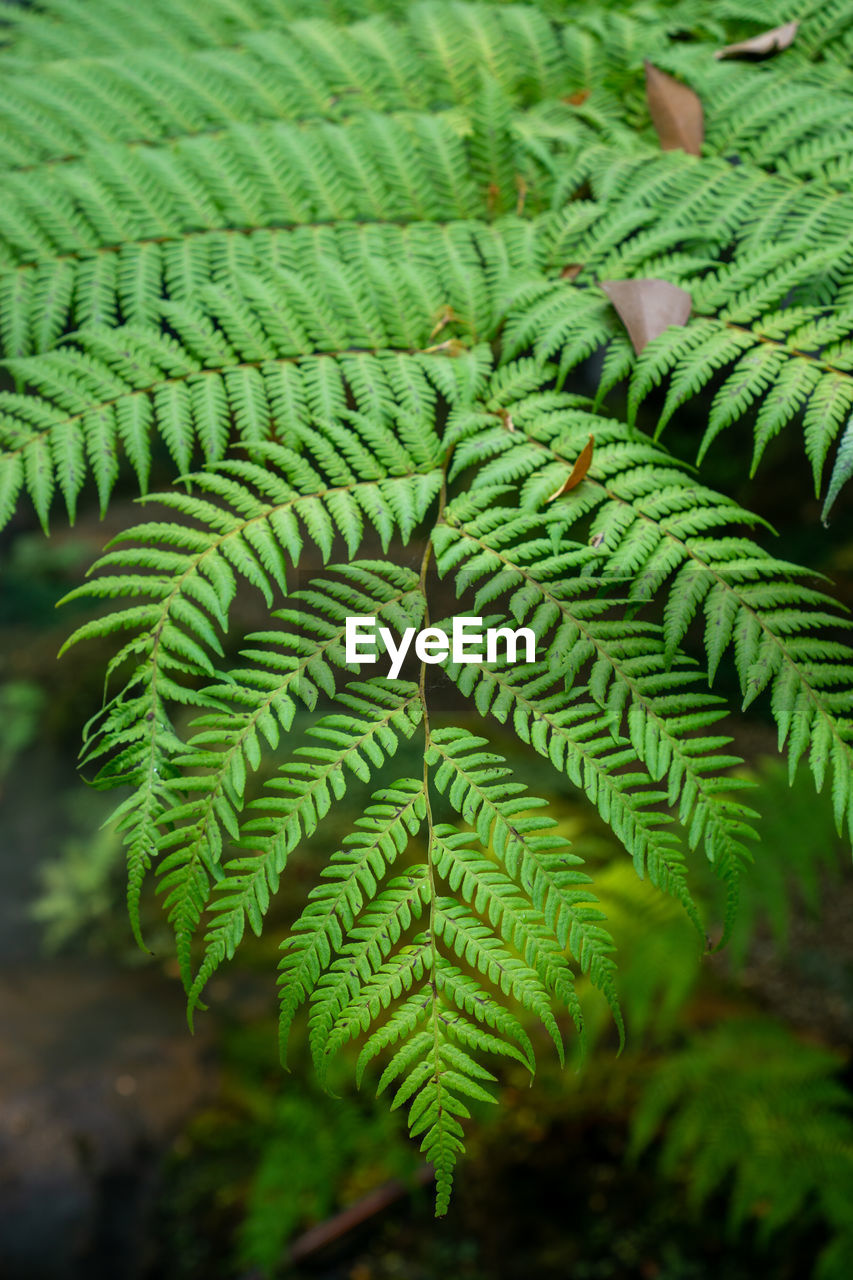 green, plant, ferns and horsetails, leaf, plant part, fern, growth, nature, beauty in nature, vegetation, tree, close-up, no people, day, flower, outdoors, rainforest, focus on foreground, forest, land, tranquility, botany, jungle, foliage, lush foliage, freshness, plant stem, branch, backgrounds