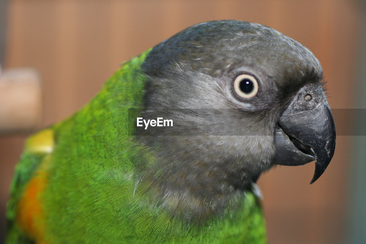 Close-up of parrot