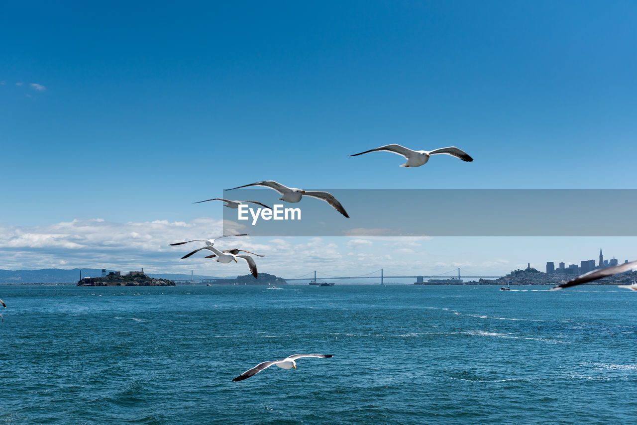 BIRDS FLYING OVER SEA AGAINST BLUE SKY