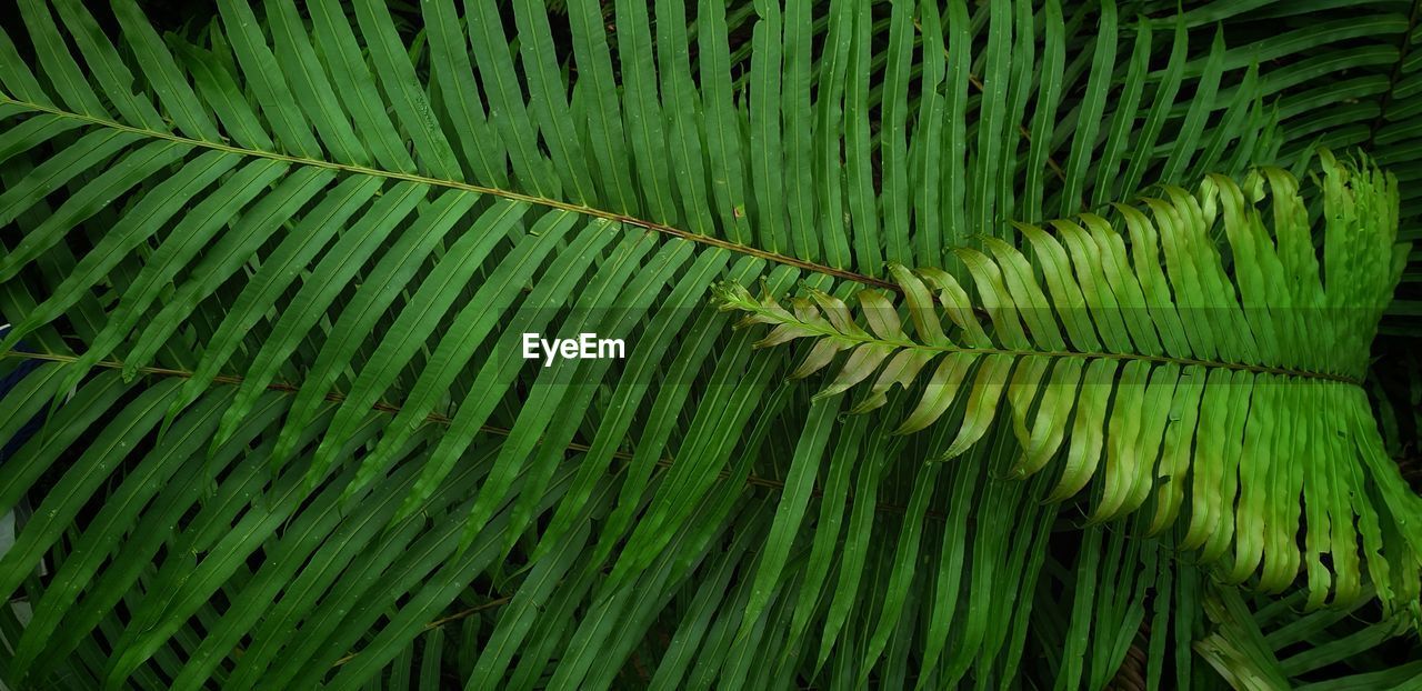 CLOSE-UP OF PALM LEAVES