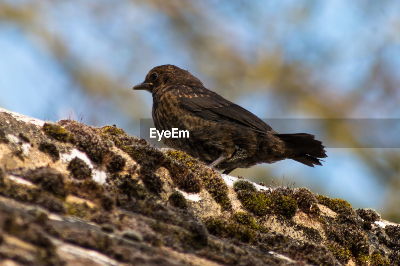 Low angle view of bird perching on rock