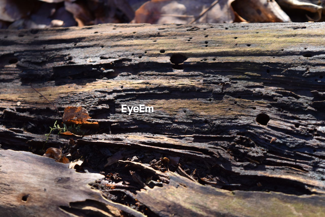 CLOSE-UP OF TREE BARK