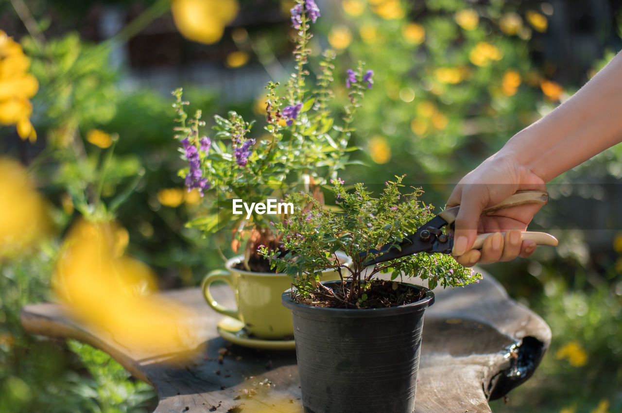 Cropped image of hand cutting plant at back yard