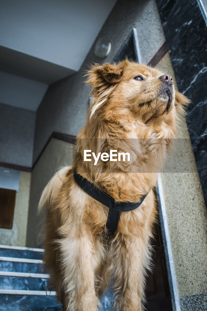 Low angle view of dog standing in building