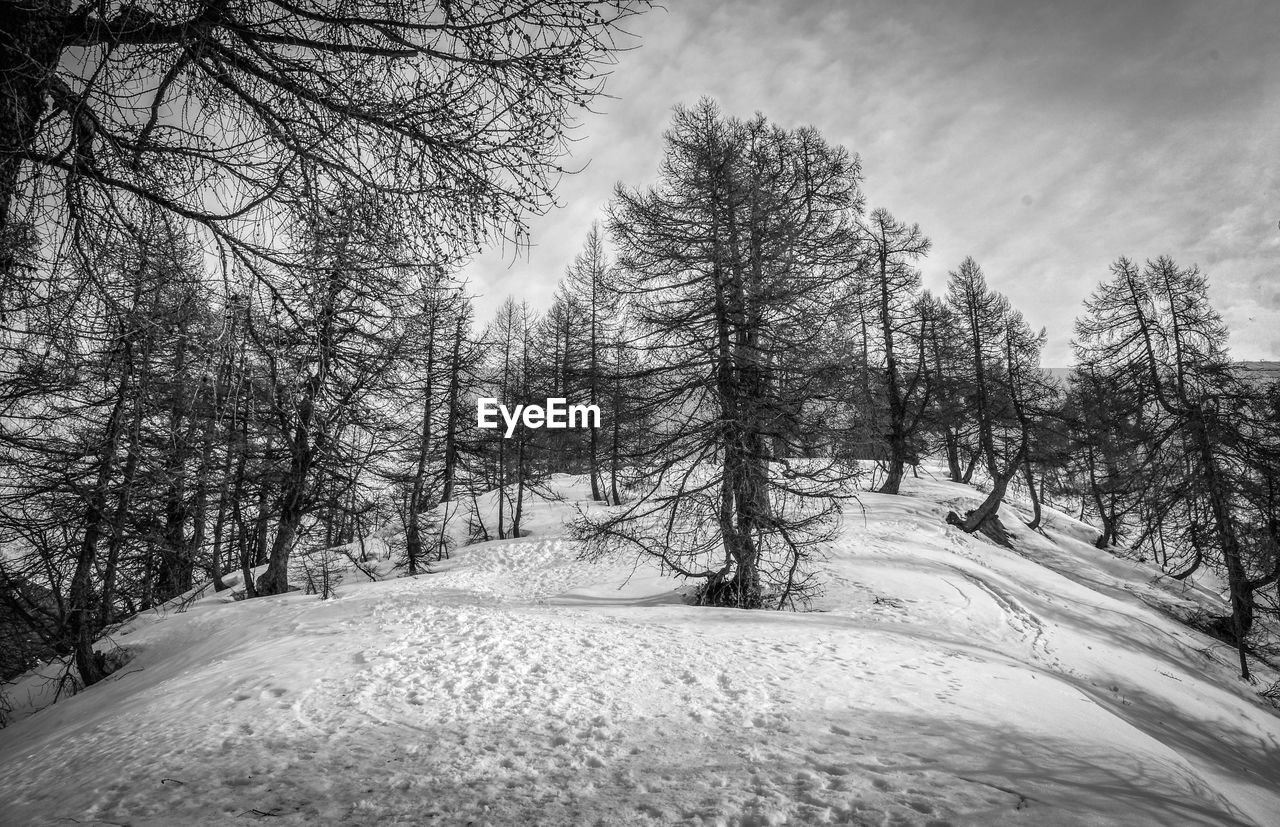 TREES ON SNOW COVERED ROAD