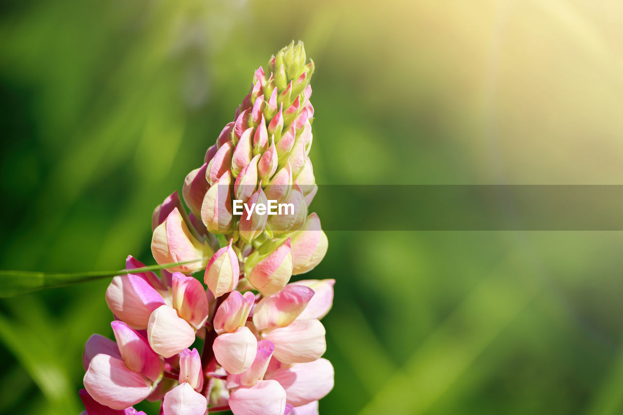 Pink lupine flowers close up in sun. blooming wild plants. lupines field.