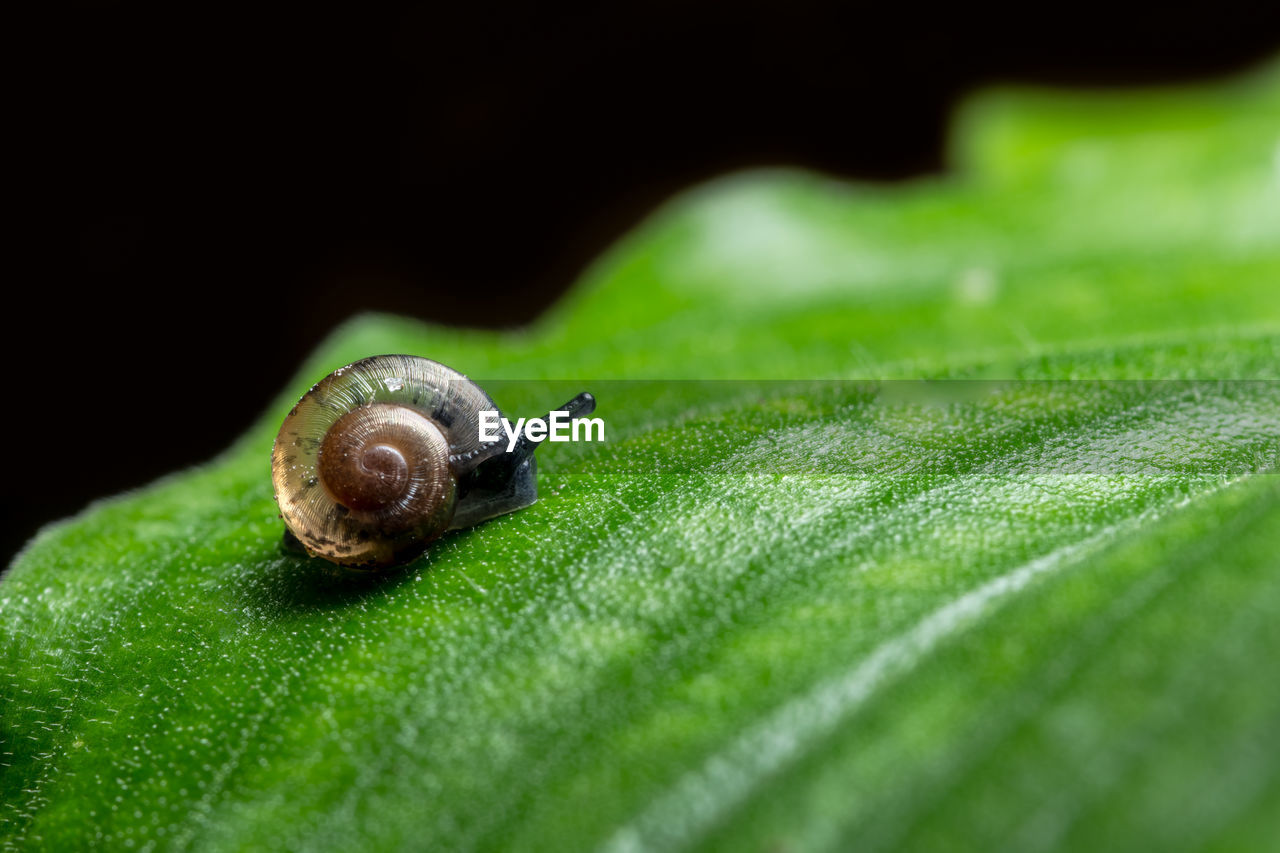 Close-up of snail on leaf