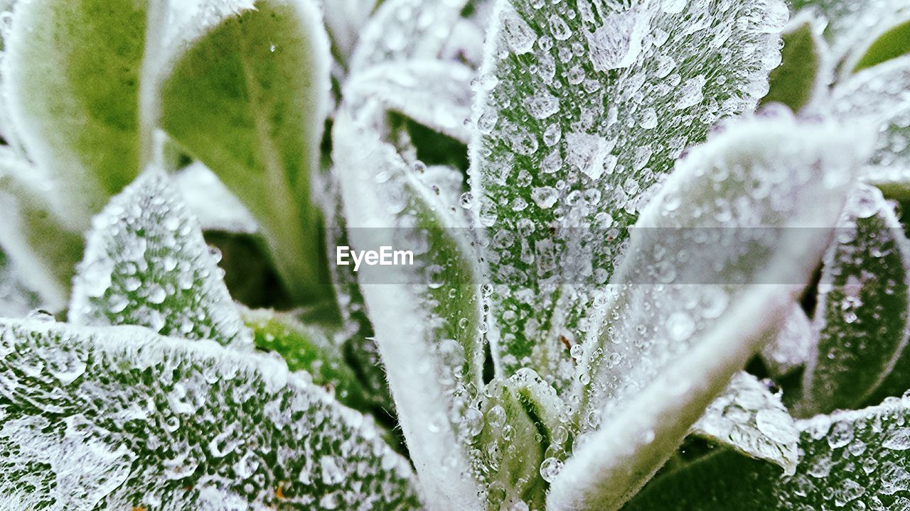 Close-up panoramic shot of frozen leaves