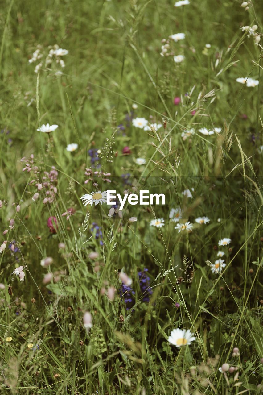 plant, flower, flowering plant, beauty in nature, growth, freshness, nature, meadow, fragility, field, land, no people, prairie, day, green, grass, wildflower, herb, close-up, grassland, natural environment, outdoors, tranquility, high angle view, lawn, focus on foreground