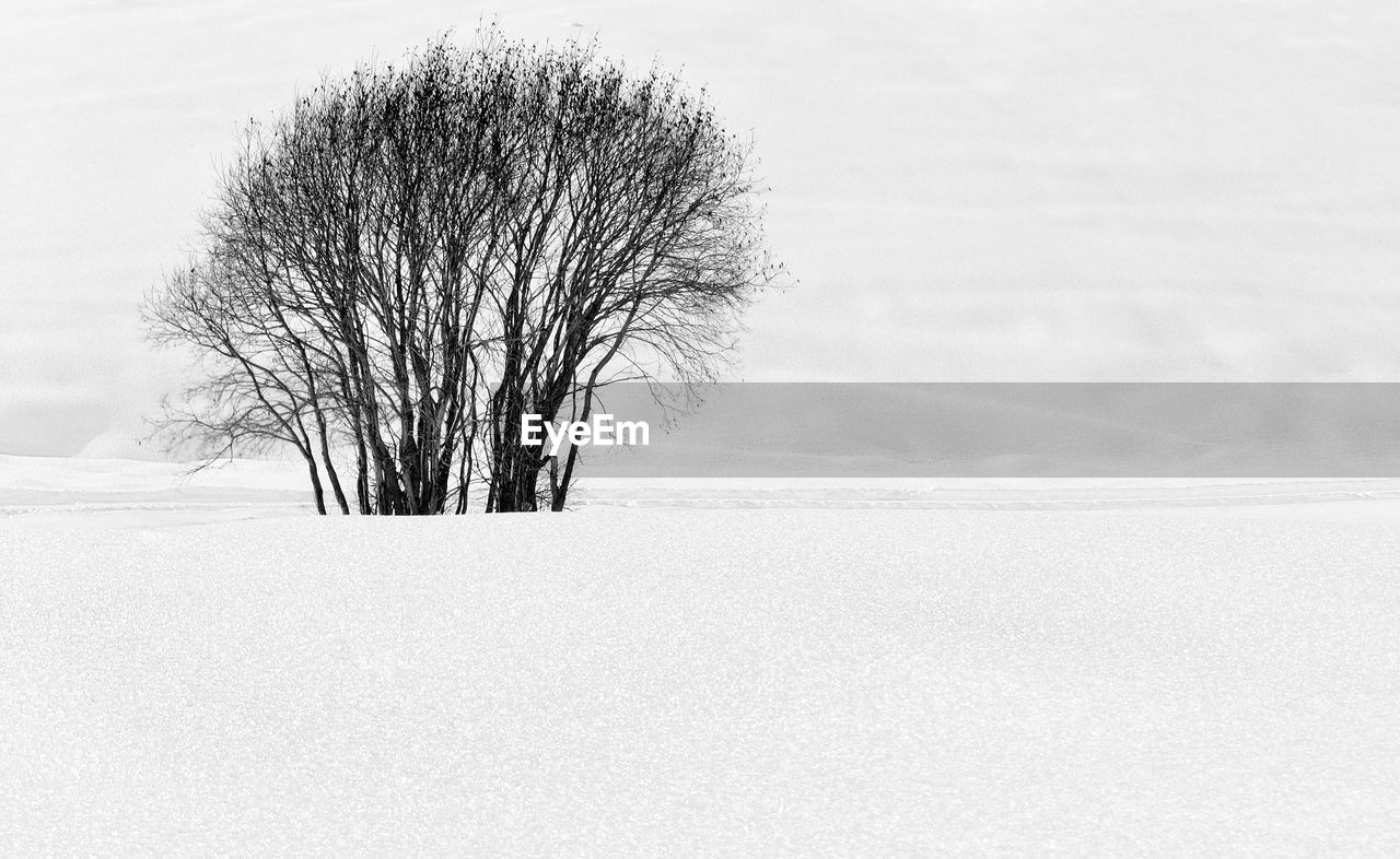 CLOSE-UP OF BARE TREE