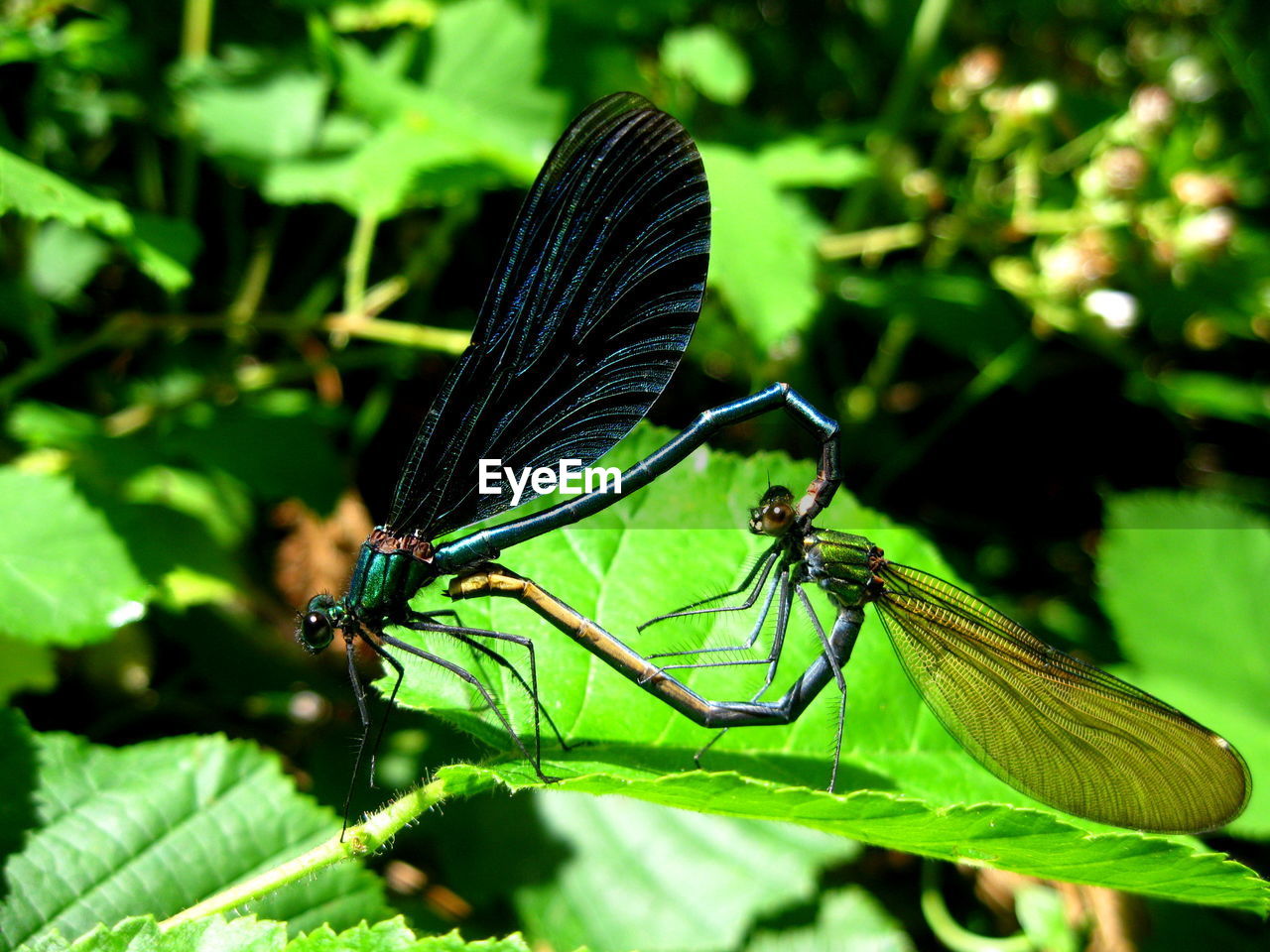 Close-up of dragonfly on leaf