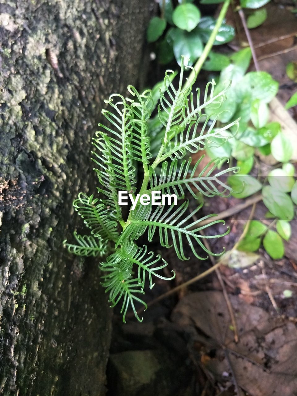 CLOSE-UP OF PLANT GROWING ON TREE TRUNK