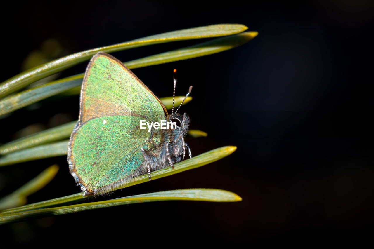 CLOSE-UP OF BUTTERFLY ON PLANT