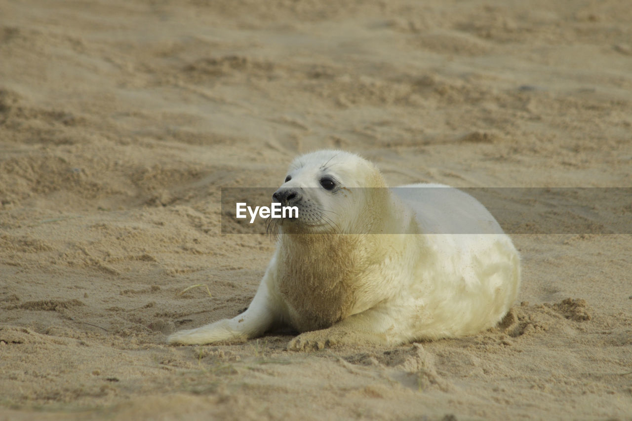 VIEW OF SHEEP IN SAND