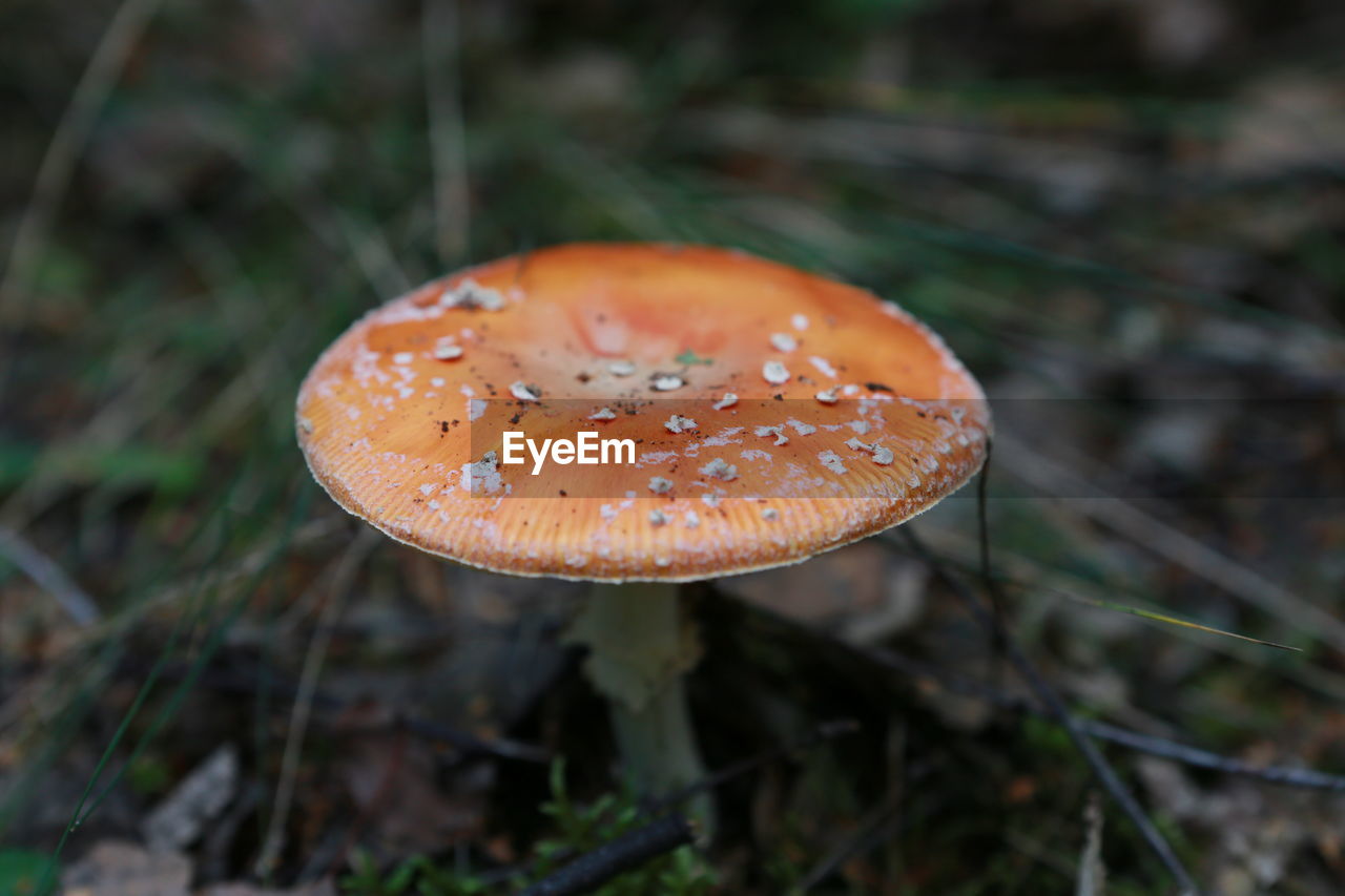 Close-up of mushroom growing on field at forest