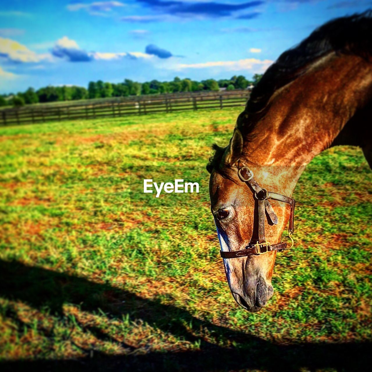 HORSES GRAZING ON GRASSY FIELD