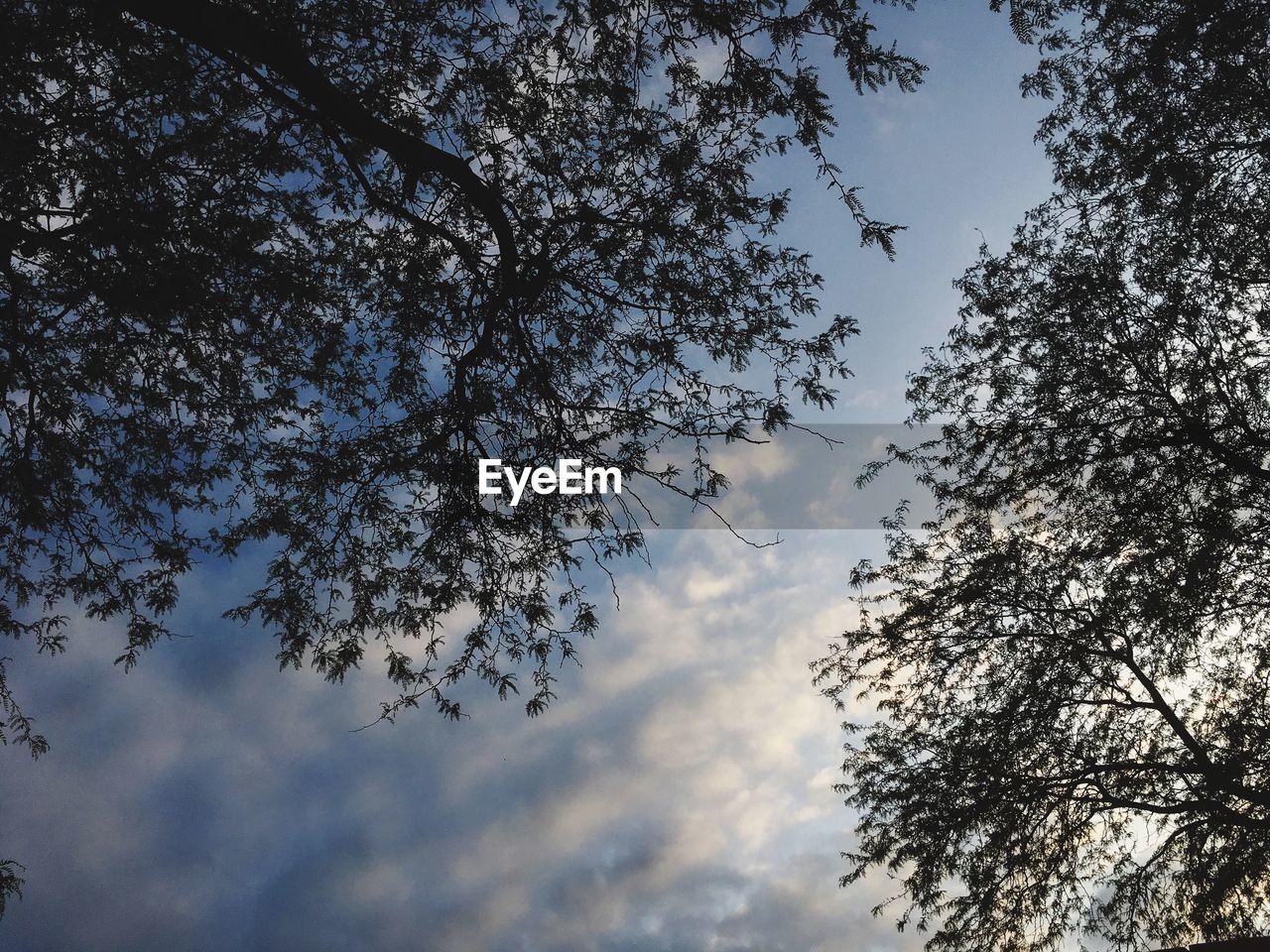 Low angle view of tree against sky