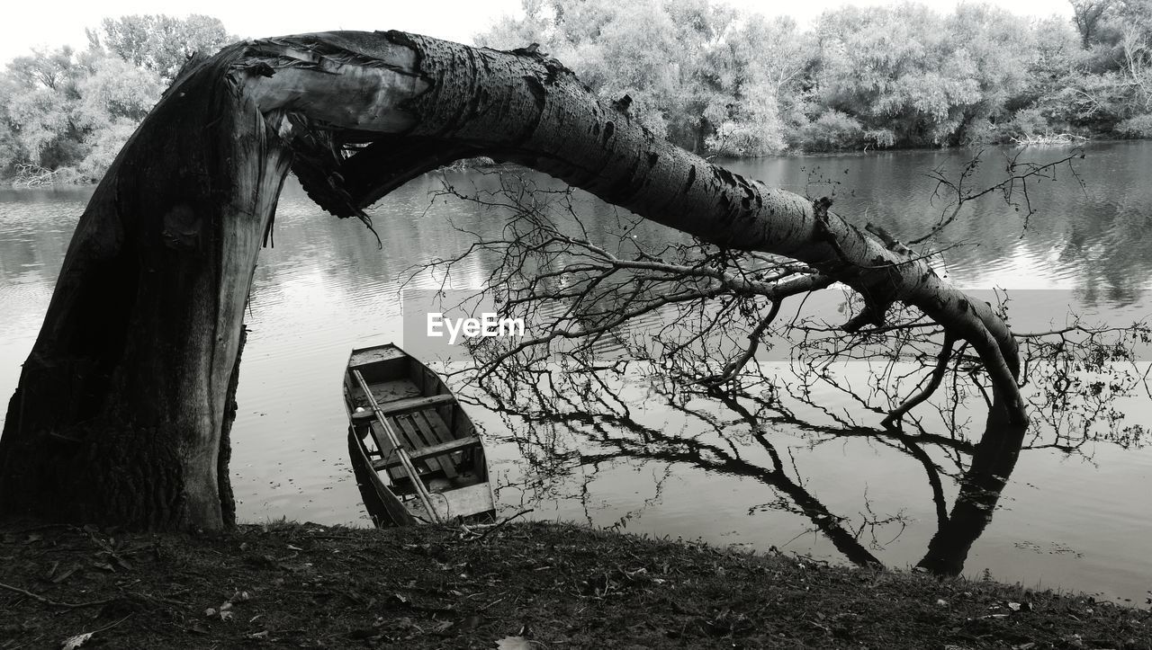 Fallen bare tree in lake