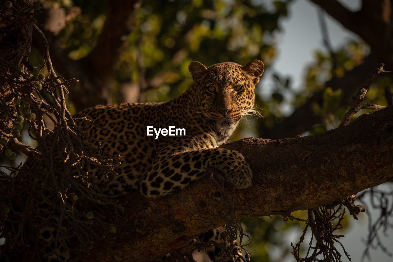 Leopard lying with catchlight in fig tree