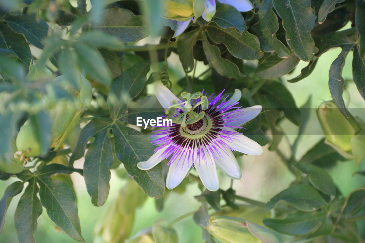 CLOSE-UP OF PURPLE FLOWERING PLANT IN BLOOM