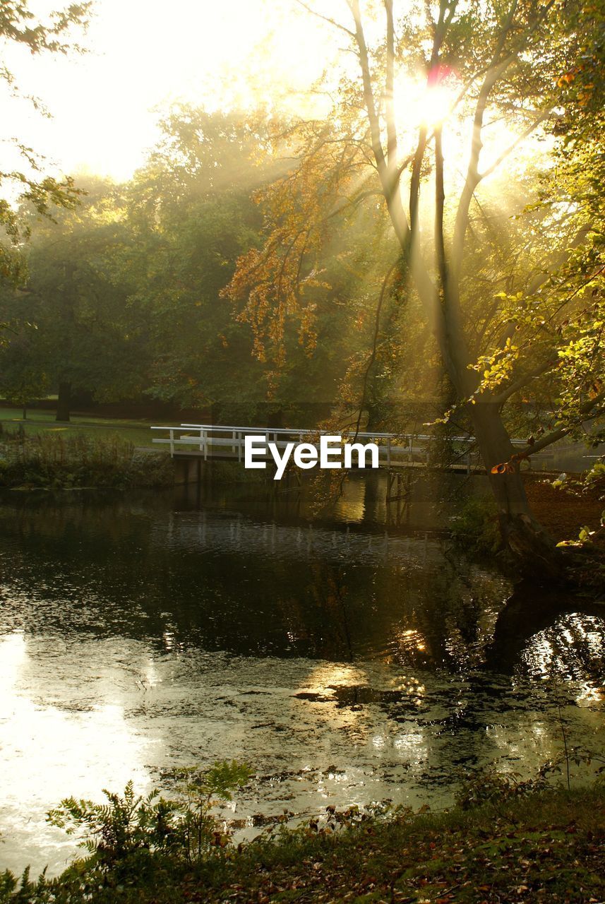 SCENIC VIEW OF RIVER BY TREES IN FOREST