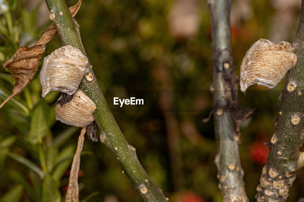 CLOSE-UP OF SNAIL ON BRANCH