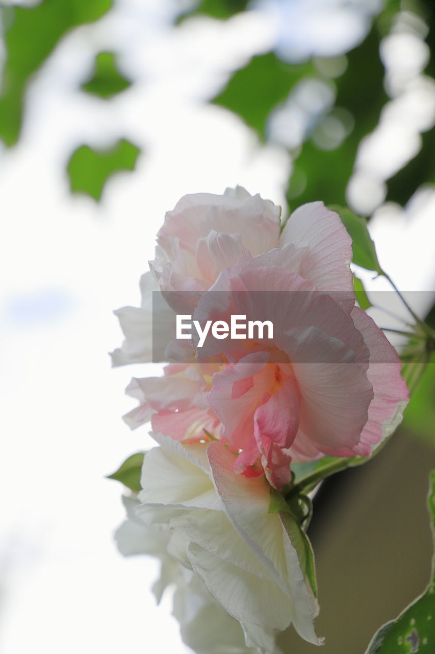 CLOSE-UP OF PINK FLOWER PLANT