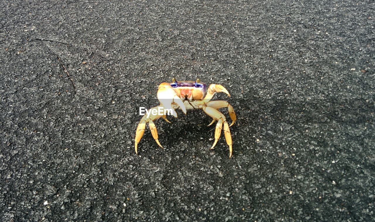 High angle view of crab at beach