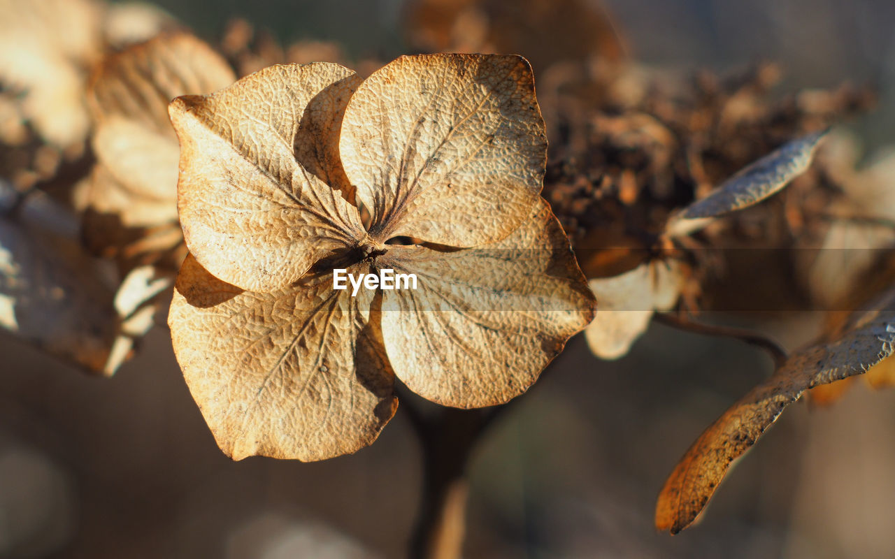 Close-up of wilted plant