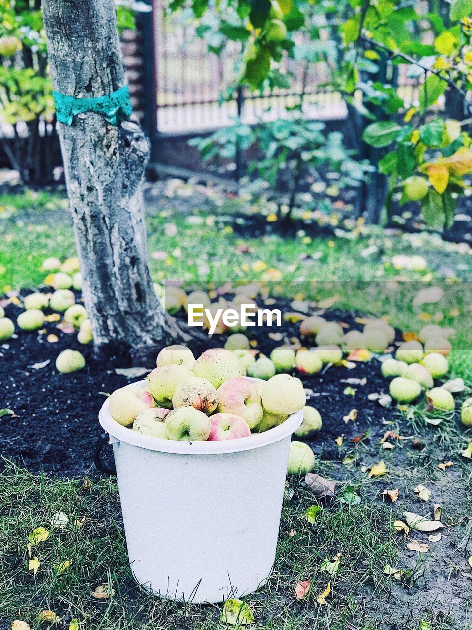 Apples in bucket on field