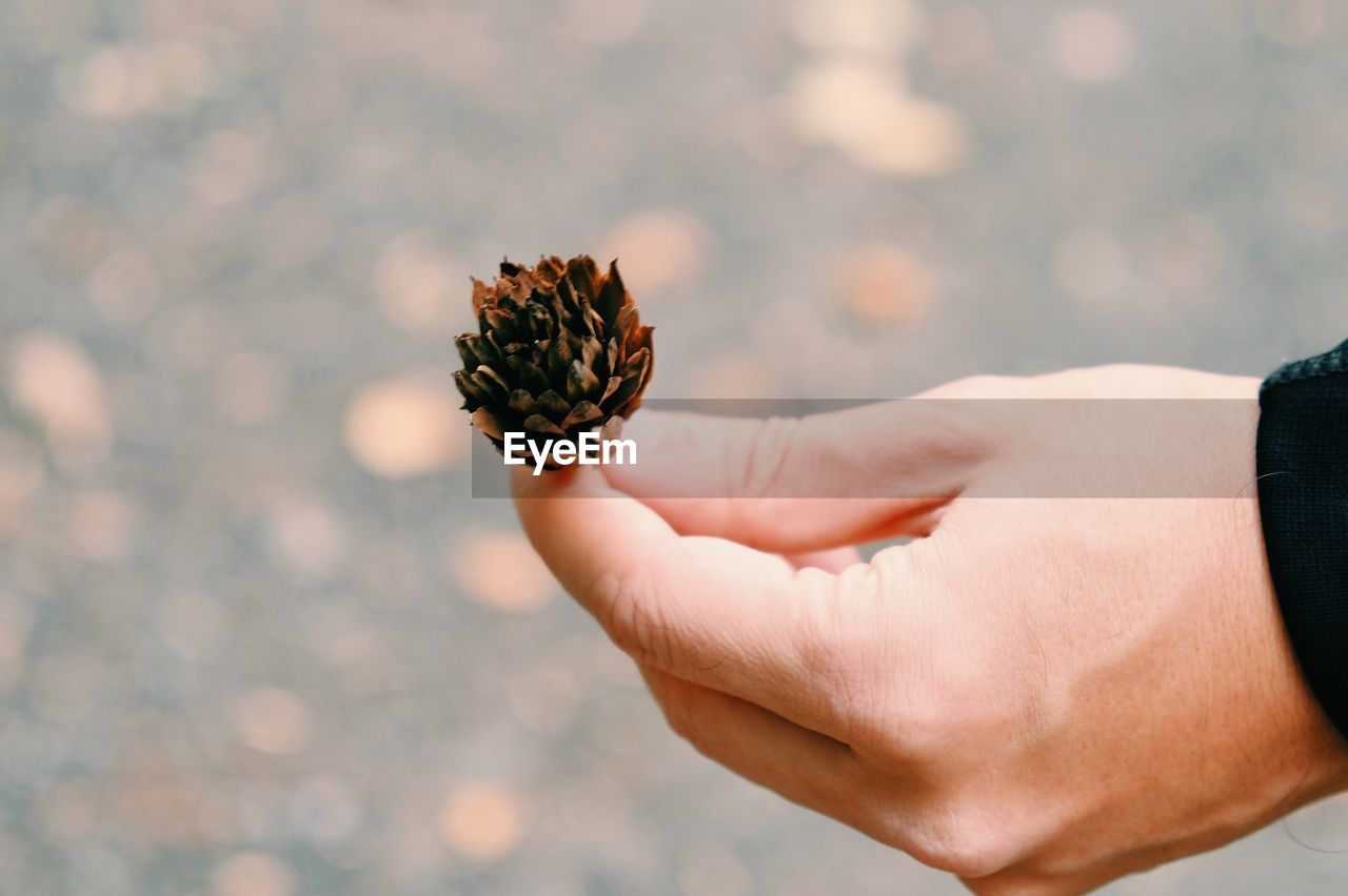 CLOSE-UP OF HUMAN HAND HOLDING INSECT