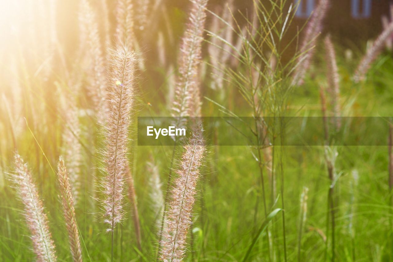 Close-up of wheat growing on field
