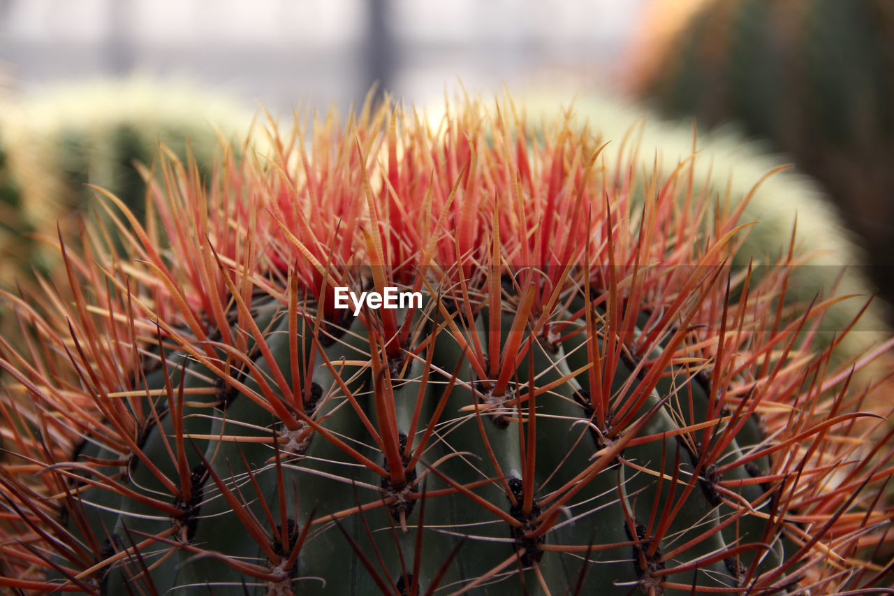 CLOSE-UP OF CACTUS AGAINST SKY