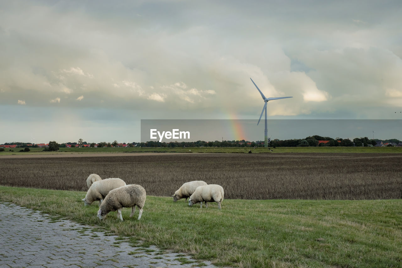 Sheep on a field against sky with wind turbine and rainbow 