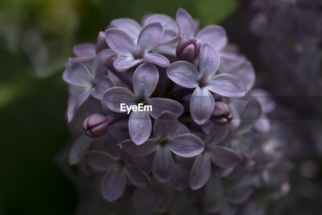 Close-up of purple hydrangea flowers