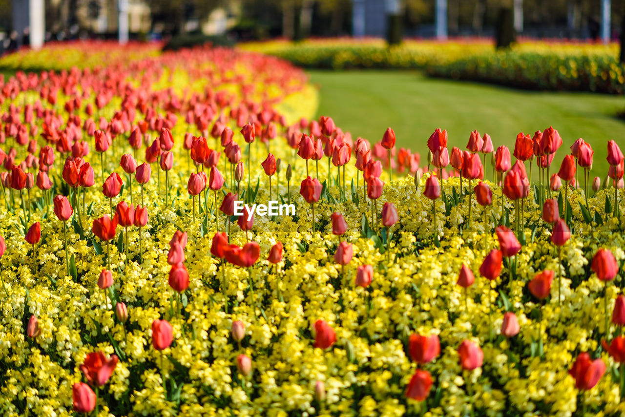 CLOSE-UP OF RED TULIP FLOWERS IN BLOOM