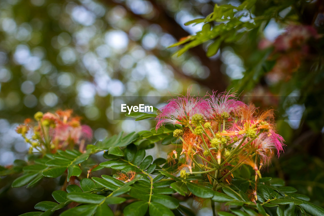 CLOSE-UP OF PINK FLOWERS