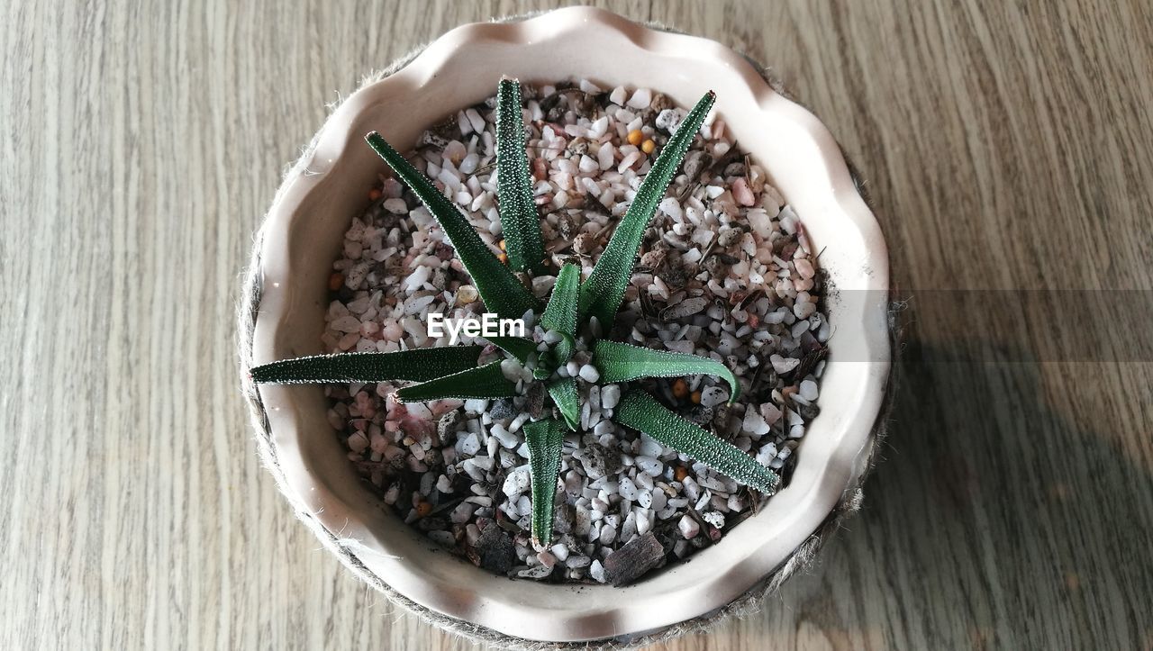 HIGH ANGLE VIEW OF POTTED PLANTS IN POT