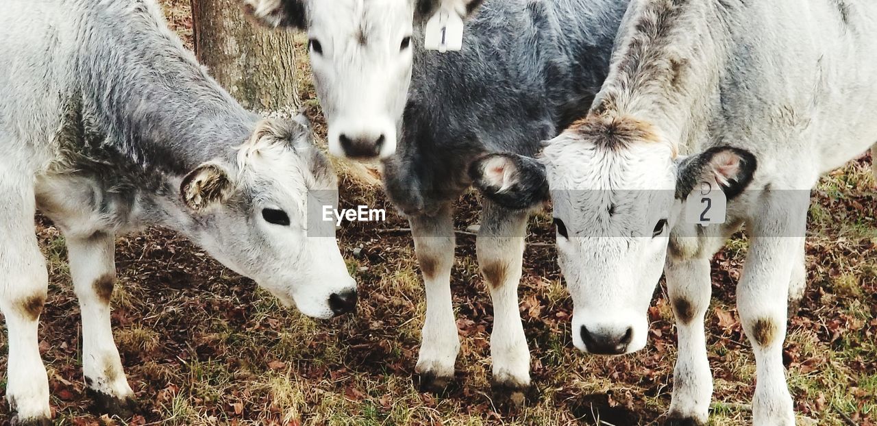 CLOSE-UP OF COWS STANDING ON FIELD