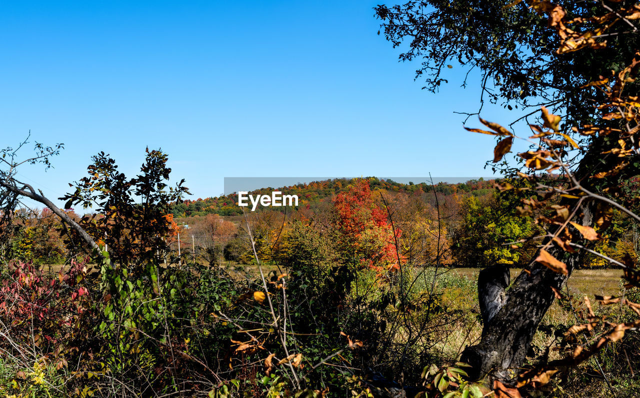 SCENIC VIEW OF LANDSCAPE AGAINST CLEAR SKY