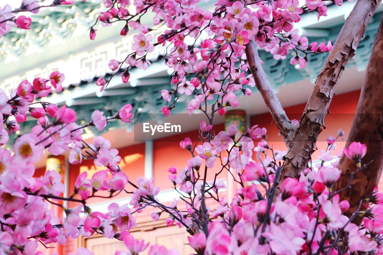 Low angle view of pink cherry blossoms