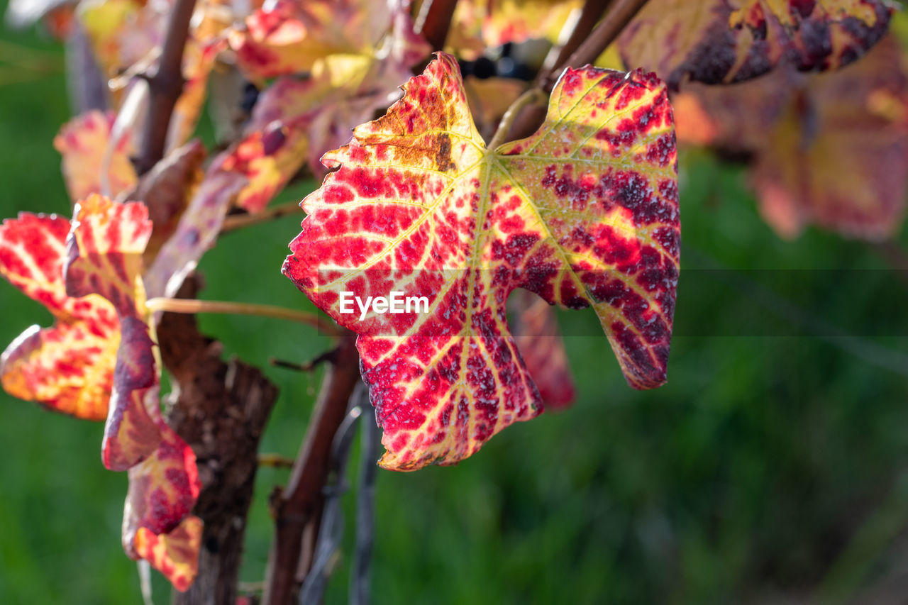 CLOSE-UP OF MAPLE LEAVES ON TREE