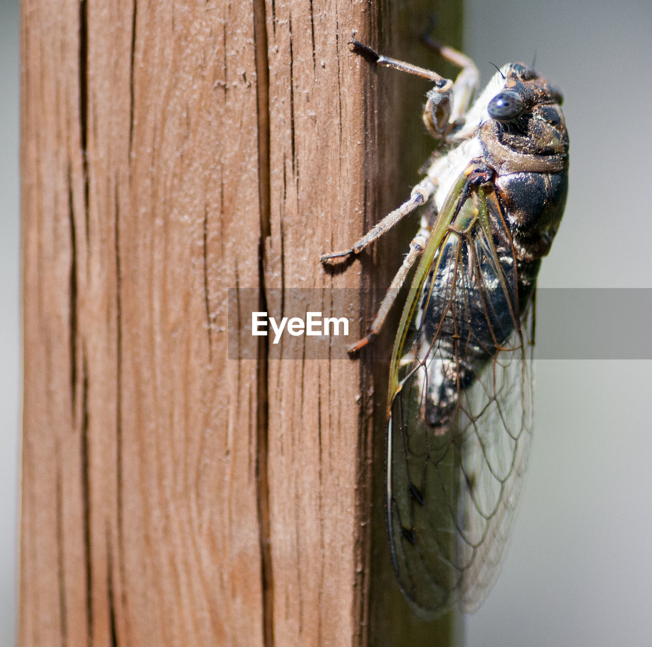 CLOSE-UP OF HOUSEFLY ON WOOD