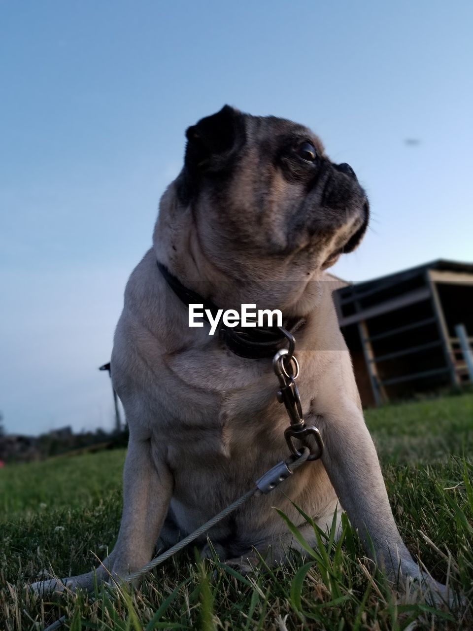 Close-up of dog sitting on field against clear sky