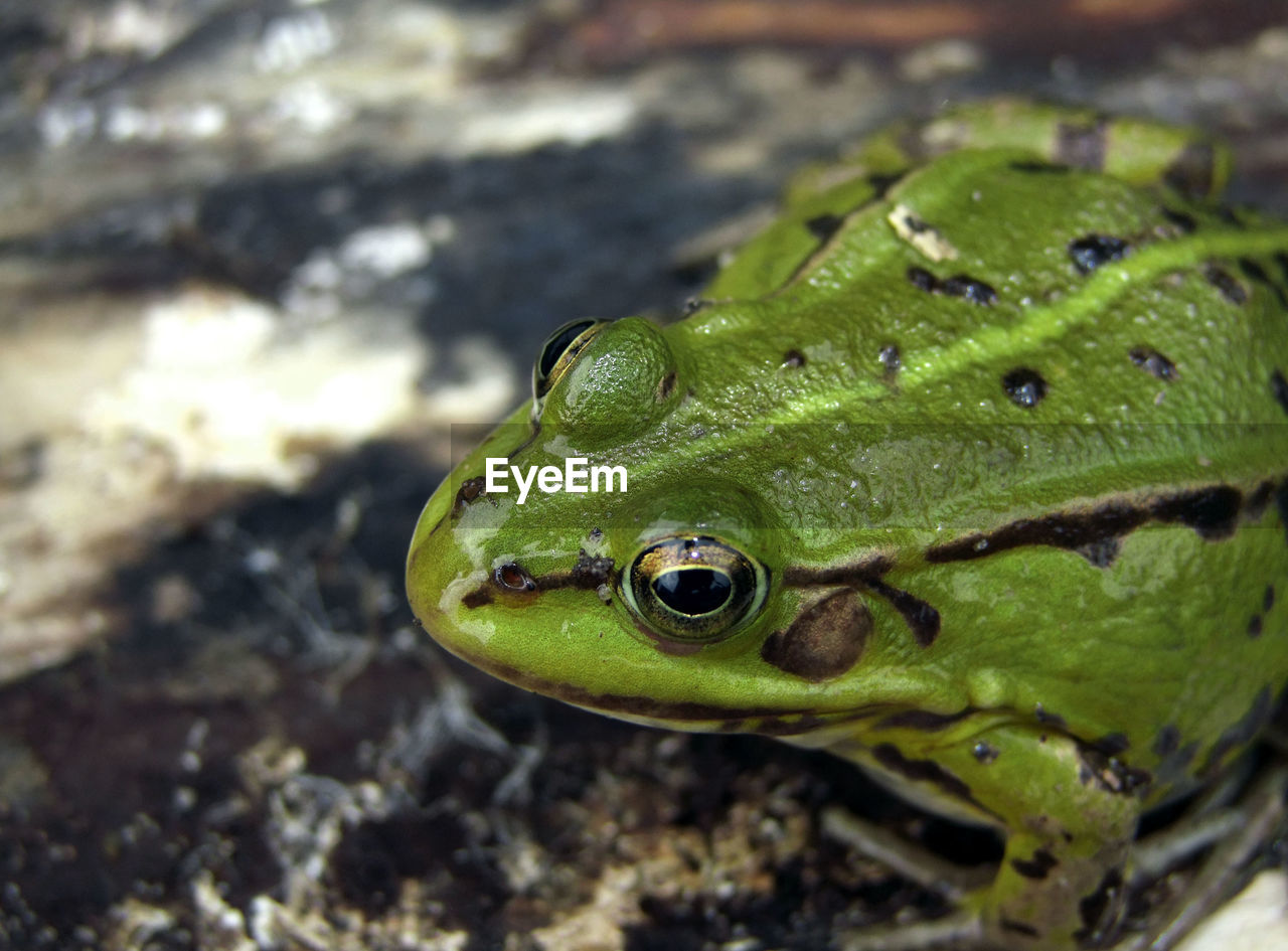Close-up of green frog pelophylax sp.
